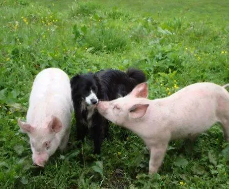 Landhof Aigner Gasthof 3*