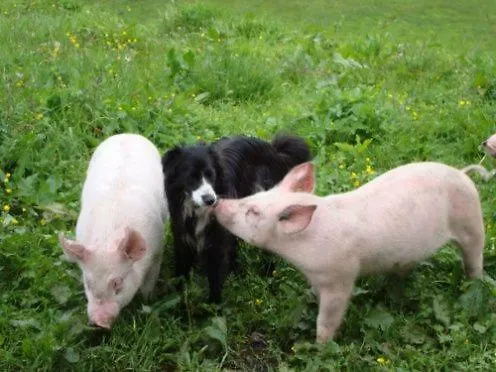 Landhof Aigner Pensión 3*